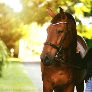 REFERENCE od Rockyho a jeho majitelky 😍 Máme velkou radost, když dostaneme takovouto zpětnou vazbu od majitelky našeho...