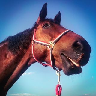 Sagi… @asistencni_jednorozec …nejmagičtější 🦄 v Česku! 🫶 Rozdává #kouzla, radost a potěšení. Je to projekt, který si...