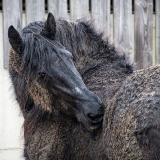 Tak jak se vám ti vaši 🐴 chlupáči čistí? 😂 #krmkone #krm #kone #koně #horses #horse #horsesofinstagram #jakkrmitkone...