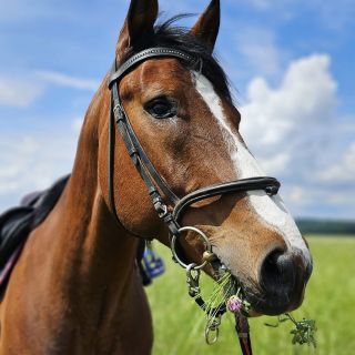 Když je jaro, tak má být jaro 😉, ale hlavně, ať je co žrát. Nezapomínejte, že i s trávou by měli koně i poníci mít přístup...