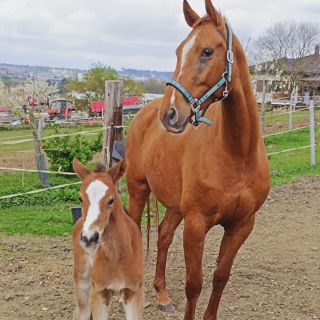 S námi a našimi klienty se to má tak… záleží nám na nich a zejména na jejich koňouších, kteří jsou těmi hlavními...